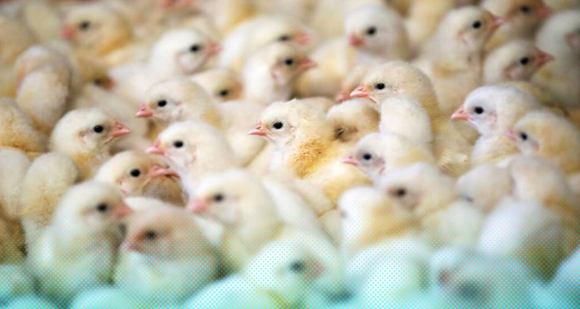 La Organización Mundial de Sanidad Animal (OIE) llama a una mayor  vigilancia de la influenza aviar frente al aumento de los brotes en aves de  corral y silvestres - Medicina Veterinaria Al